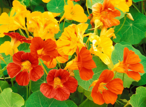 Nasturtiums, tasty and pretty! - Getaway Vans, Morzine