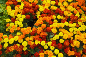 Marigolds are the perfect pest deterent - Getaway Vans, Morzine