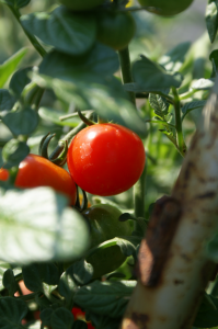 Cherry Tomatoes! YUM! - Getaway Vans, Morzine